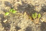  Bryum Hedw., 1801