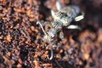 Rhagie inquisitrice Rhagium inquisitor (Linnaeus, 1758)