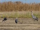 Grue cendrée Grus grus (Linnaeus, 1758)
