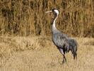 Grue cendrée Grus grus (Linnaeus, 1758)