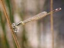 Agrion élégant Ischnura elegans (Vander Linden, 1820)