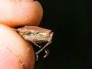  Tetrix undulata gavoyi Saulcy in Azam, 1901
