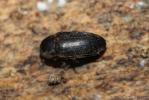  Dermestes laniarius Illiger, 1801