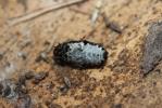  Dermestes laniarius Illiger, 1801
