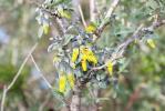 Anagyre fétide, Bois puant Anagyris foetida L., 1753