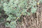 Anagyre fétide, Bois puant Anagyris foetida L., 1753