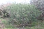 Anagyre fétide, Bois puant Anagyris foetida L., 1753