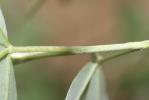 Anagyre fétide, Bois puant Anagyris foetida L., 1753