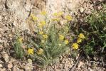 Immortelle d'Italie, Éternelle jaune Helichrysum italicum (Roth) G.Don, 1830