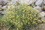 Immortelle d'Italie, Éternelle jaune Helichrysum italicum (Roth) G.Don, 1830