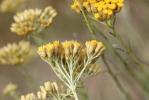 Immortelle d'Italie, Éternelle jaune Helichrysum italicum (Roth) G.Don, 1830