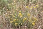 Immortelle d'Italie, Éternelle jaune Helichrysum italicum (Roth) G.Don, 1830