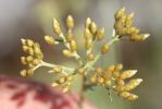 Immortelle d'Italie, Éternelle jaune Helichrysum italicum (Roth) G.Don, 1830