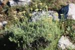 Immortelle d'Italie, Éternelle jaune Helichrysum italicum (Roth) G.Don, 1830