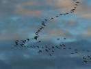 Grue cendrée Grus grus (Linnaeus, 1758)