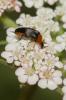  Mordellochroa abdominalis (Fabricius, 1775)