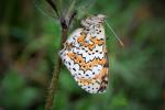 Mélitée du Plantain (La), Déesse à ceinturons (La) Melitaea cinxia (Linnaeus, 1758)