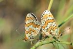Mélitée du Plantain (La), Déesse à ceinturons (La) Melitaea cinxia (Linnaeus, 1758)