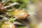  Orthotrichum diaphanum Schrad. ex Brid., 1801