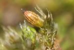  Orthotrichum diaphanum Schrad. ex Brid., 1801