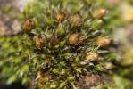  Orthotrichum diaphanum Schrad. ex Brid., 1801