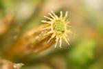  Orthotrichum diaphanum Schrad. ex Brid., 1801
