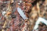 Collemboles Collembola Lubbock, 1870