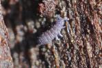  Ceratophysella Börner, 1932