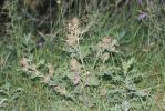 Bardane des bois Arctium nemorosum Lej., 1833