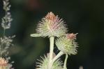 Bardane des bois Arctium nemorosum Lej., 1833