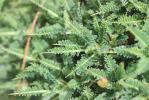 Astragale du Genargentu  Astragalus genargenteus Moris, 2006