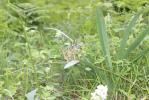 Pancrace d'Illyrie Pancratium illyricum L., 1753