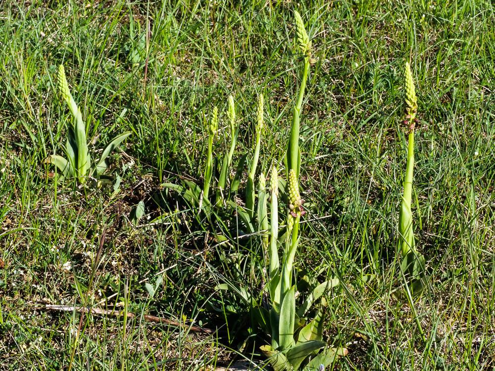 Orchis homme pendu, Acéras homme pendu, Porte-Homm Orchis anthropophora (L.) All., 1785