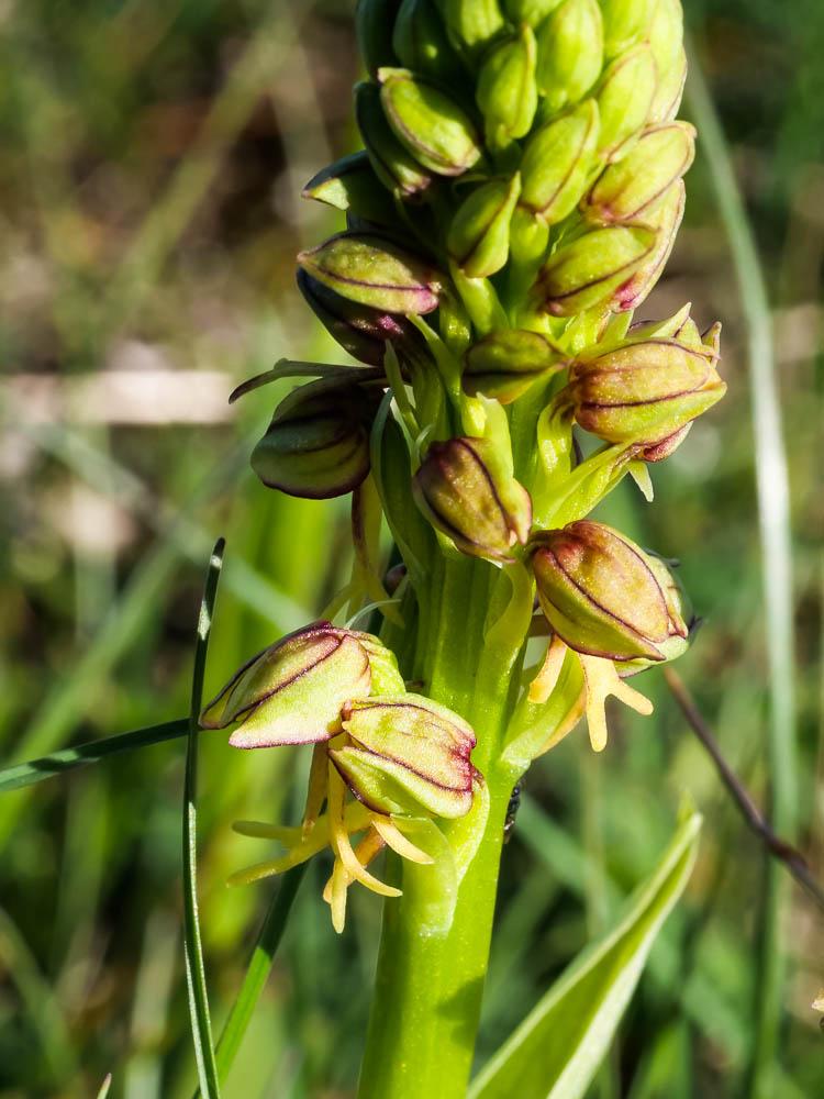Orchis homme pendu, Acéras homme pendu, Porte-Homm Orchis anthropophora (L.) All., 1785