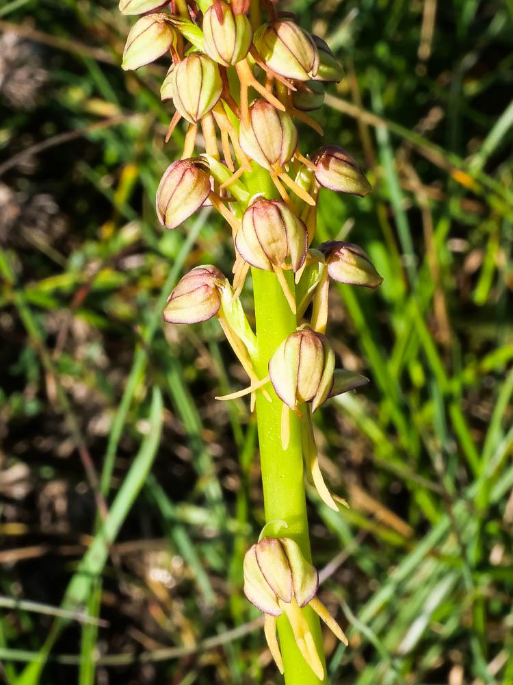Orchis homme pendu, Acéras homme pendu, Porte-Homm Orchis anthropophora (L.) All., 1785