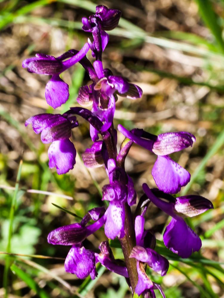 Orchis bouffon Anacamptis morio (L.) R.M.Bateman, Pridgeon & M.W.Chase, 1997