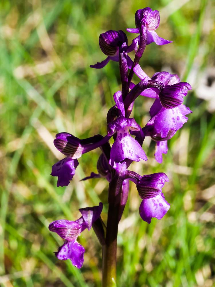 Orchis bouffon Anacamptis morio (L.) R.M.Bateman, Pridgeon & M.W.Chase, 1997