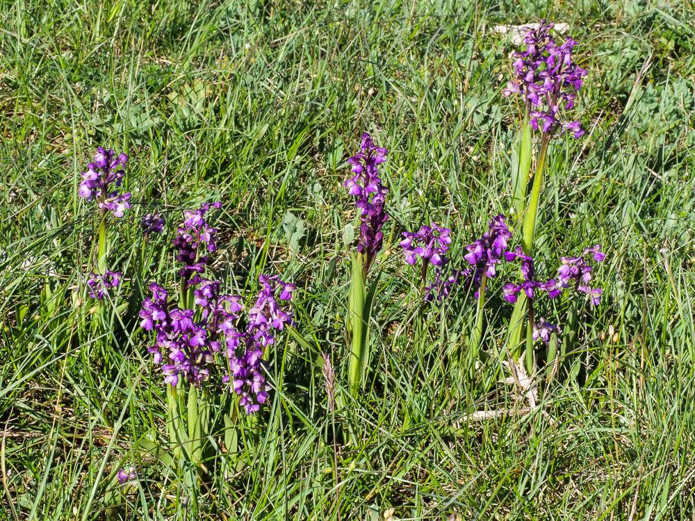 Orchis bouffon Anacamptis morio (L.) R.M.Bateman, Pridgeon & M.W.Chase, 1997