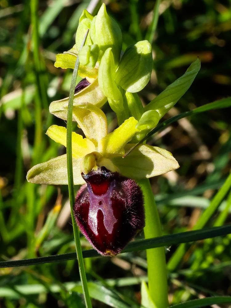 Ophrys de la passion Ophrys passionis Sennen, 1926