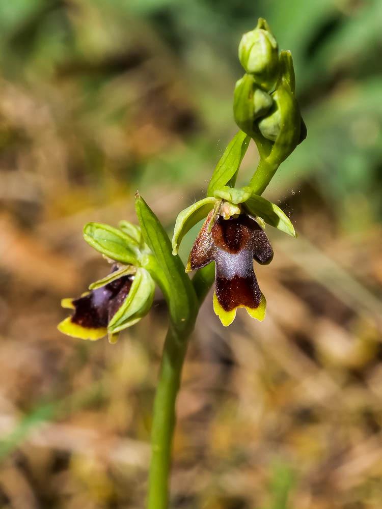 Ophrys d'Aymonin Ophrys aymoninii (Breistr.) Buttler, 1986