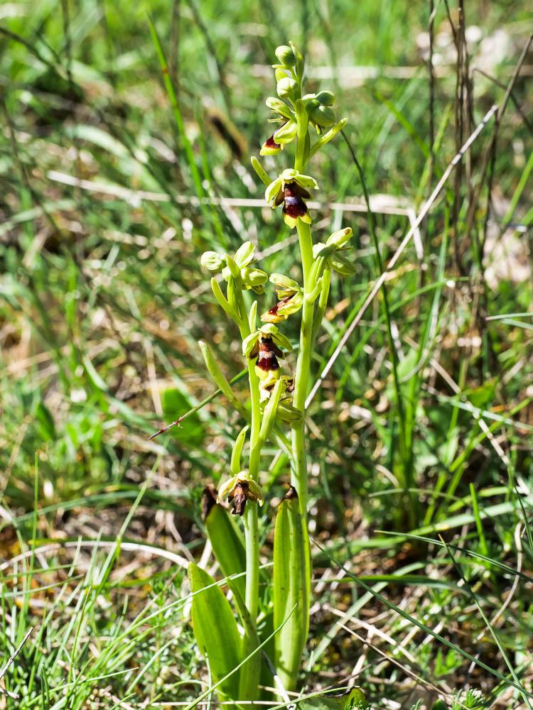 Ophrys d'Aymonin Ophrys aymoninii (Breistr.) Buttler, 1986
