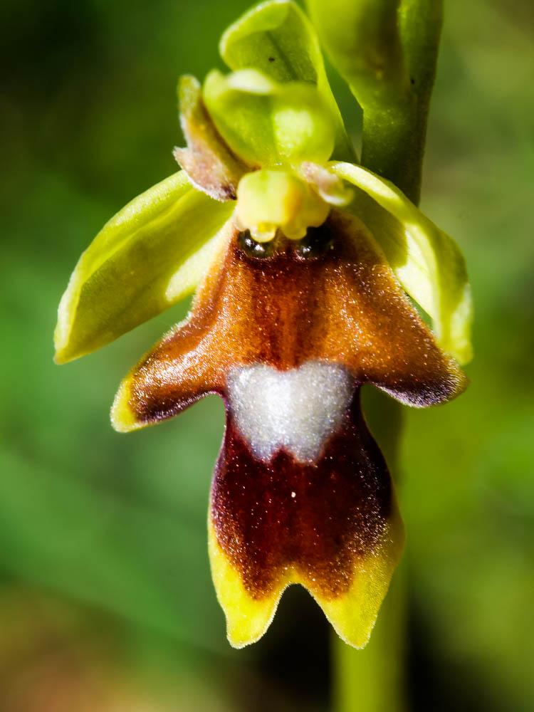 Ophrys d'Aymonin Ophrys aymoninii (Breistr.) Buttler, 1986