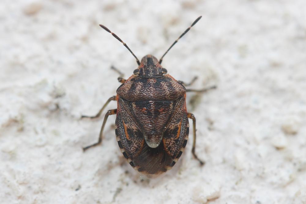 Holcogaster fibulata (Germar, 1831)