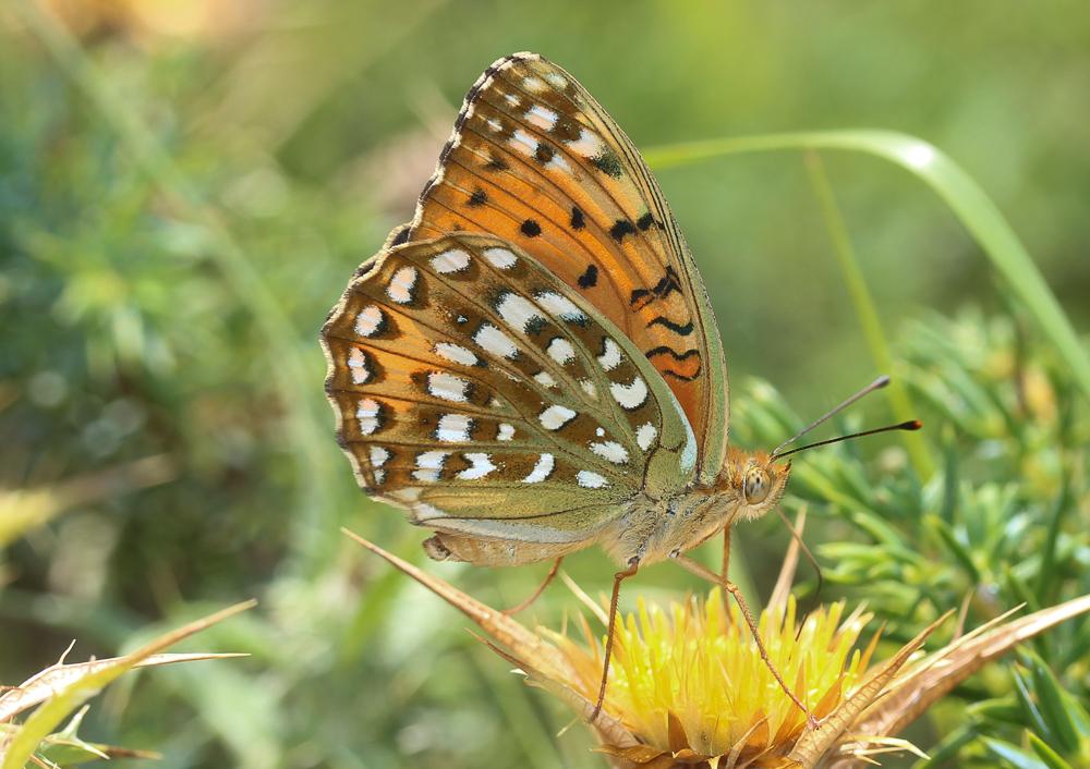 Nacré Tyrrhénien (Le), Argynne d'Élise (L') Fabriciana elisa (Godart, 1823)