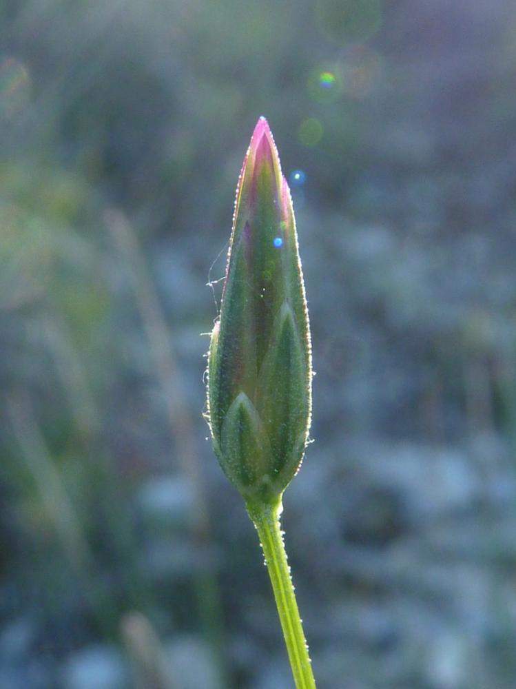 Crupine commune, Crupine vulgaire Crupina vulgaris Cass., 1817