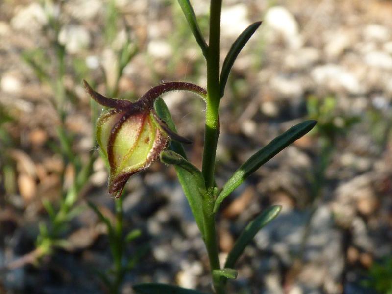 Hélianthème à allure de bruyère, Hélianthème de Sp Fumana ericoides (Cav.) Gand., 1883