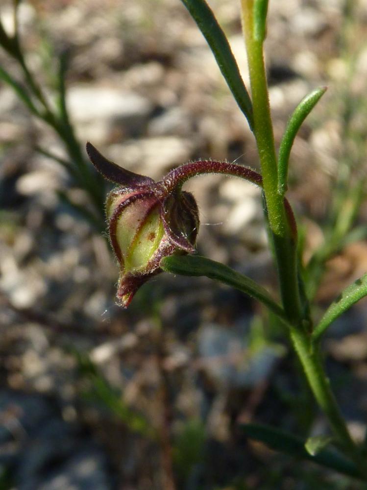 Hélianthème à allure de bruyère, Hélianthème de Sp Fumana ericoides (Cav.) Gand., 1883