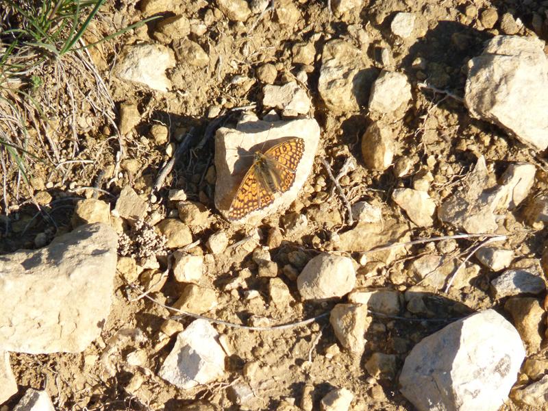 Mélitée du Plantain (La), Déesse à ceinturons (La) Melitaea cinxia (Linnaeus, 1758)