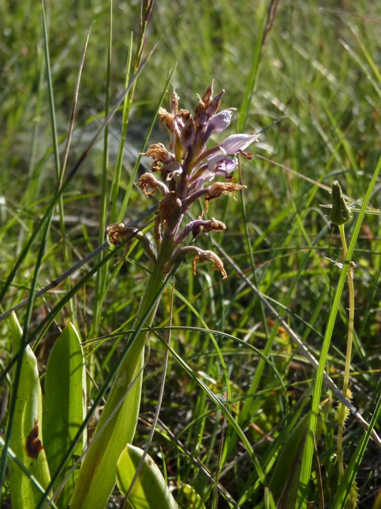 Orchis militaire, Casque militaire, Orchis casqué Orchis militaris L., 1753