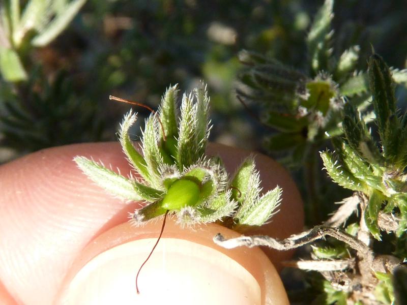 Grémil ligneux Lithodora fruticosa (L.) Griseb., 1844
